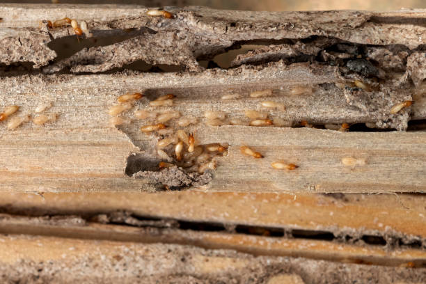 Best Affordable Pest Control Services  in Pioneer Village, KY